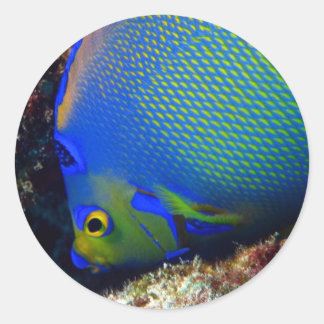 Sticker Rond Bleu royal