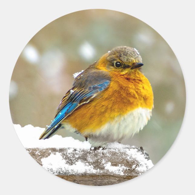 Sticker Rond Bleuet de l'Est en neige - Photo originale (Devant)