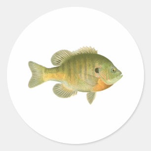 Sticker Rond Bleuet femelle - Brise - Poisson soleil