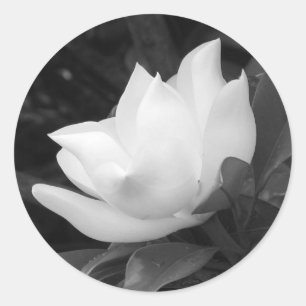 Sticker Rond Bloom des Magnolia du Sud