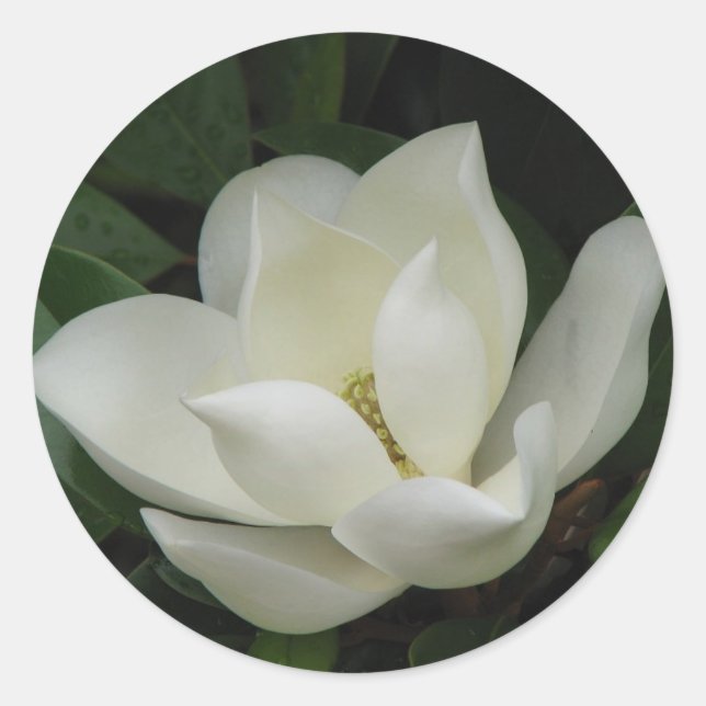 Sticker Rond Bloom des Magnolia du Sud (Devant)