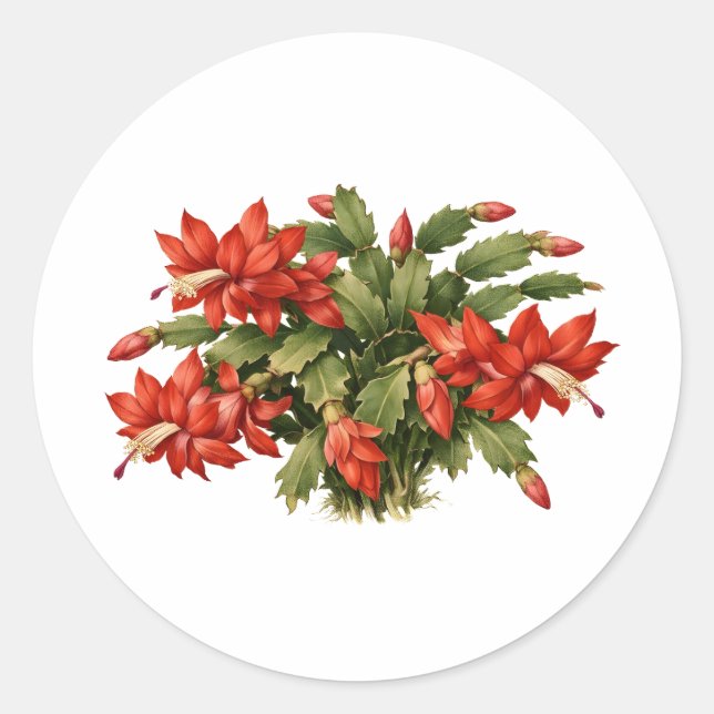 Sticker Rond Blooming Red Christmas Cactus Plant  (Devant)