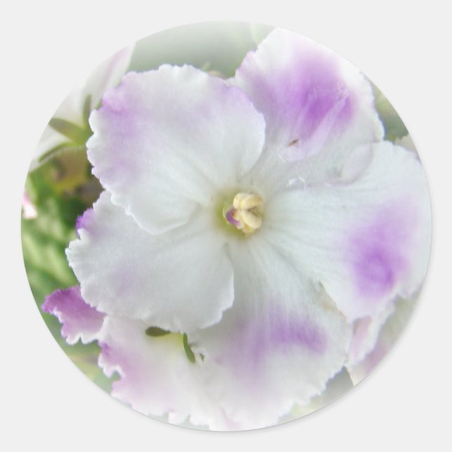 Sticker Rond Blossom du violet africain (Devant)
