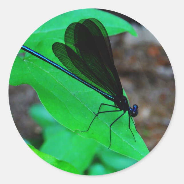 Sticker Rond Blue Damselfly on a green leaf. (Devant)