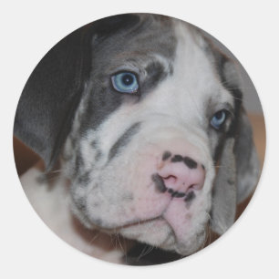 Sticker Rond Blue Eye Great Dane Puppy
