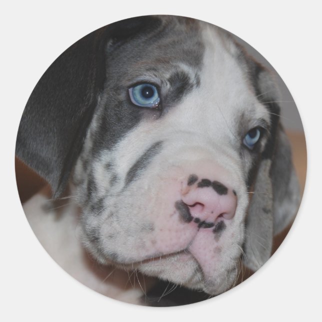 Sticker Rond Blue Eye Great Dane Puppy (Devant)