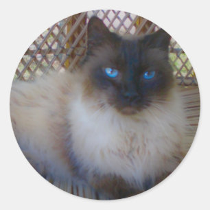 Sticker Rond Blue Eyes Kitty Collection