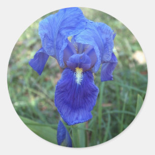 Sticker Rond Blue Iris 5