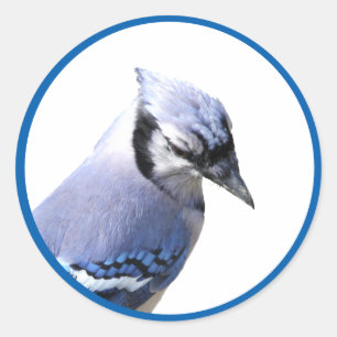 Sticker Rond Blue Jay