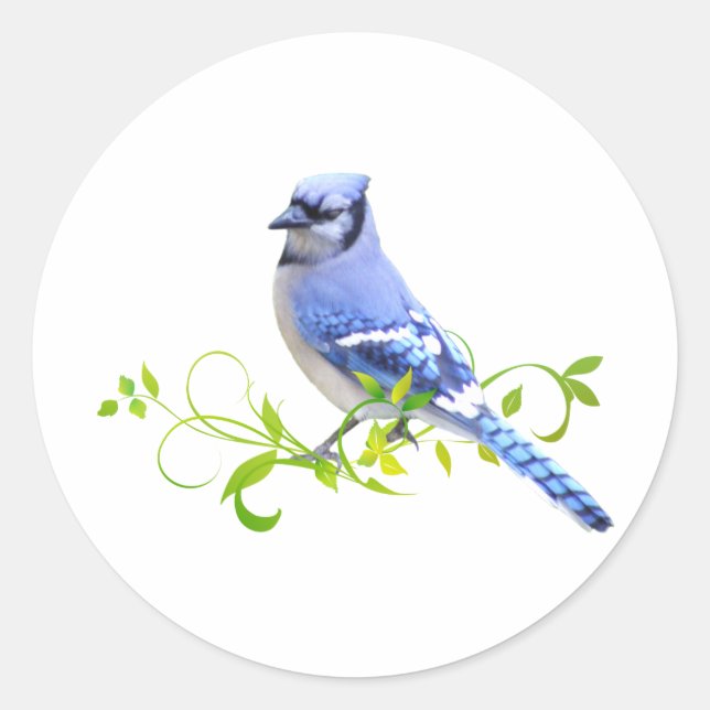 Sticker Rond Blue Jay Bird (Devant)
