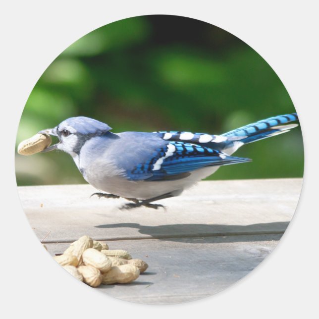 Sticker Rond Blue Jay obtient une cacahuète (Devant)