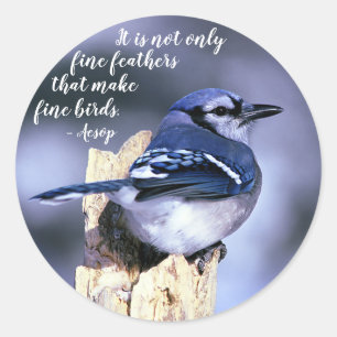 Sticker Rond Blue Jay sur la post Faune Photo Nature