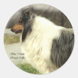 Sticker Rond Blue Merle Rough Collie Cadeaux