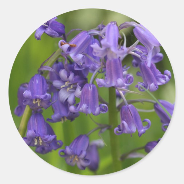 Sticker Rond bluebells (Devant)