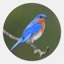 Bluebird
