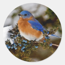 Bluebird