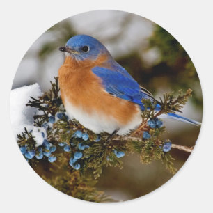 Sticker Rond Bluebird