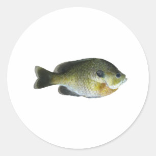 Sticker Rond Bluegill Sunfish Photo