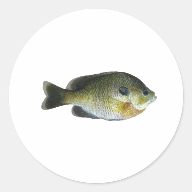 Sticker Rond Bluegill Sunfish Photo (Devant)