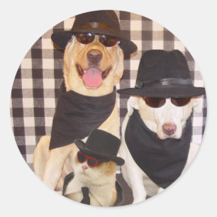 Sticker Rond Blues Labs & Chat Cool