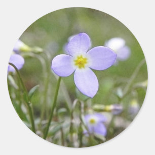 Sticker Rond Bluets - Quaker Ladies