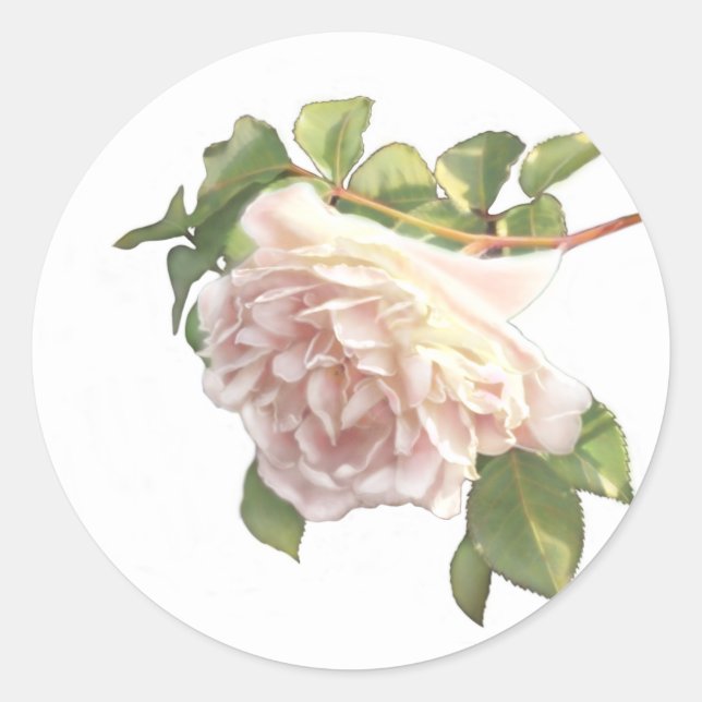 Sticker Rond Blushing Ivory Peach Rose (Devant)