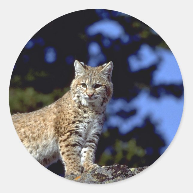 Sticker Rond Bobcat (Devant)