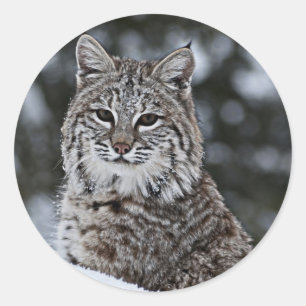 Sticker Rond Bobcat dans la neige