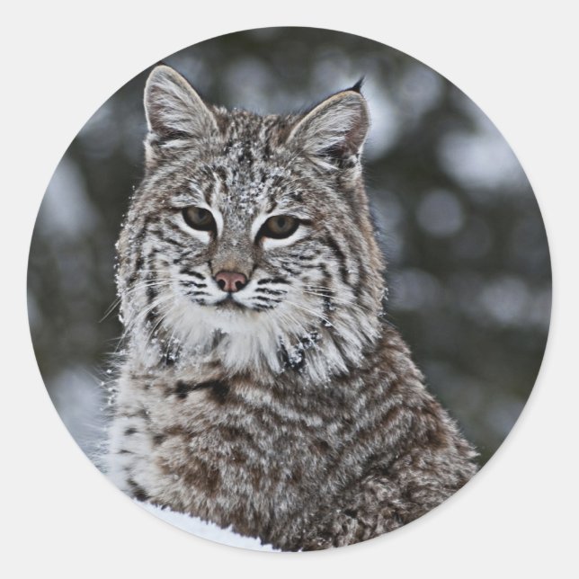 Sticker Rond Bobcat dans la neige (Devant)