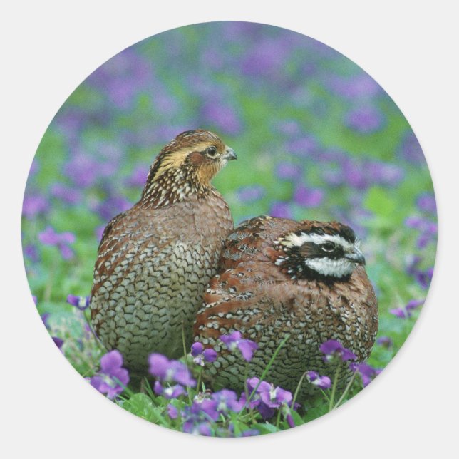 Sticker Rond Bobwhite Quail Photographie (Devant)