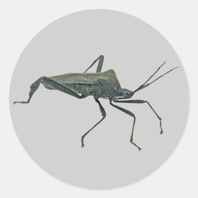 Sticker Rond Bogue d'Assasin Noir Adulte (Reduviid) (Devant)