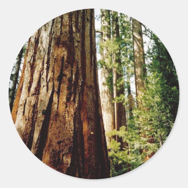 Sticker Rond Bois rouges - Yosemite (Devant)