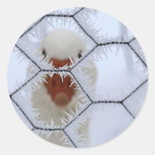 Sticker Rond Bonjour ! Canard derrière la clôture gelée