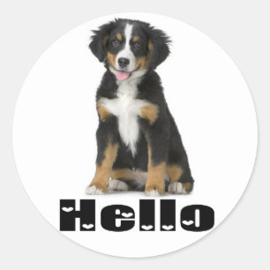 Sticker Rond Bonjour chiot de montagne bernois Berner Love