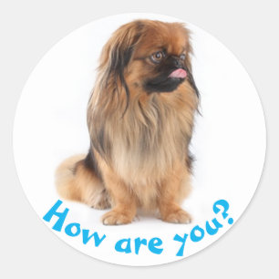 Sticker Rond Bonjour chiot Pékinois qui pense à vous