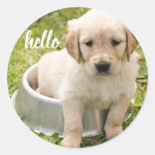 Sticker Rond Bonjour Golden Retriever Chien chiot