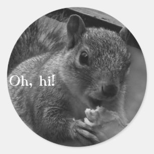 Sticker Rond Bonjour, M. Squirrel !