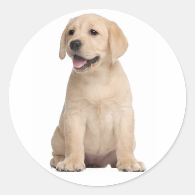 Sticker Rond Bonjour / Salut Labrador Retriever Puppy Doing Sti (Devant)