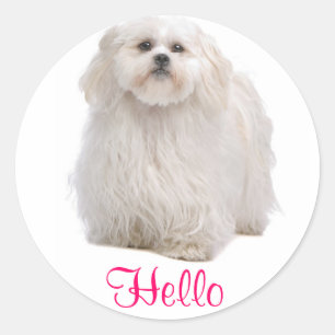 Sticker Rond Bonjour White Shih Tzu Chien Chien Coquelicot Stic