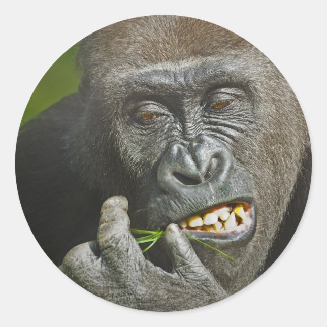 Sticker Rond Bonne année de l'astrologie du singe Gorille (Devant)