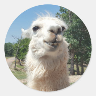 Sticker Rond Bonne Llama