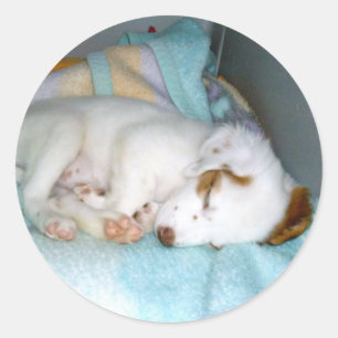 Sticker Rond Bonne Nuit ! - Chiot couché mignon