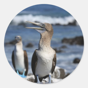 Sticker Rond Boobies à pieds bleus Galapagos