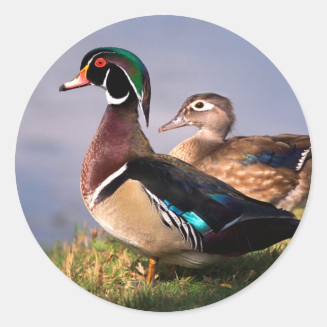 Sticker Rond Bord de lac, Canard branchu (Devant)