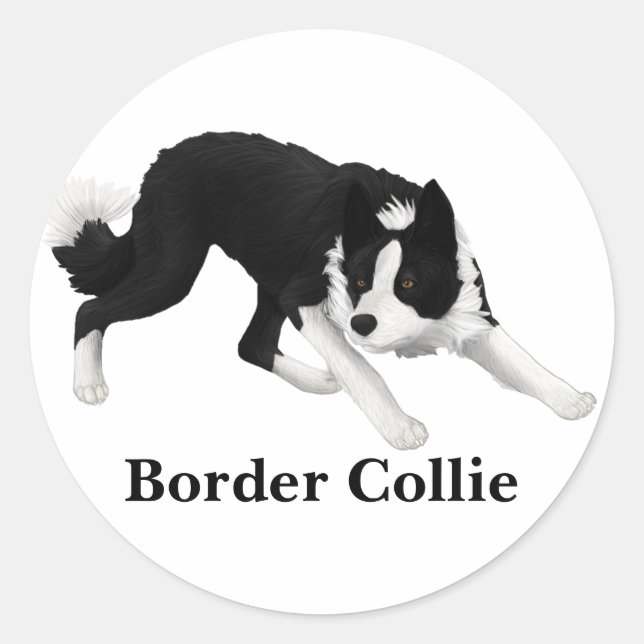 Sticker Rond Border Collie (Devant)