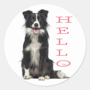 STICKER ROND BORDER COLLIE CHIOT CHIEN NOIR ET BLANC BONJOUR RO