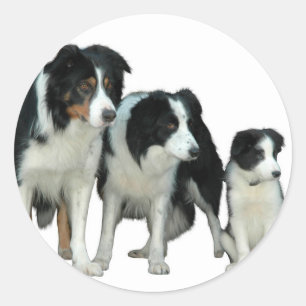 Sticker Rond Border Collie Dogs