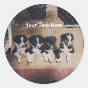 Sticker Rond Bordure Collie Chien Chien Chien Chien Chien Chien