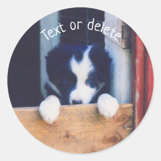 Sticker Rond Bordure Collie Chien Chien Chien Chien Chien Perso