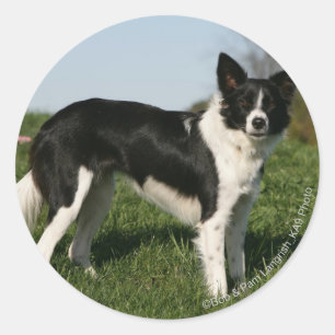 Sticker Rond Bordure Collie Debout